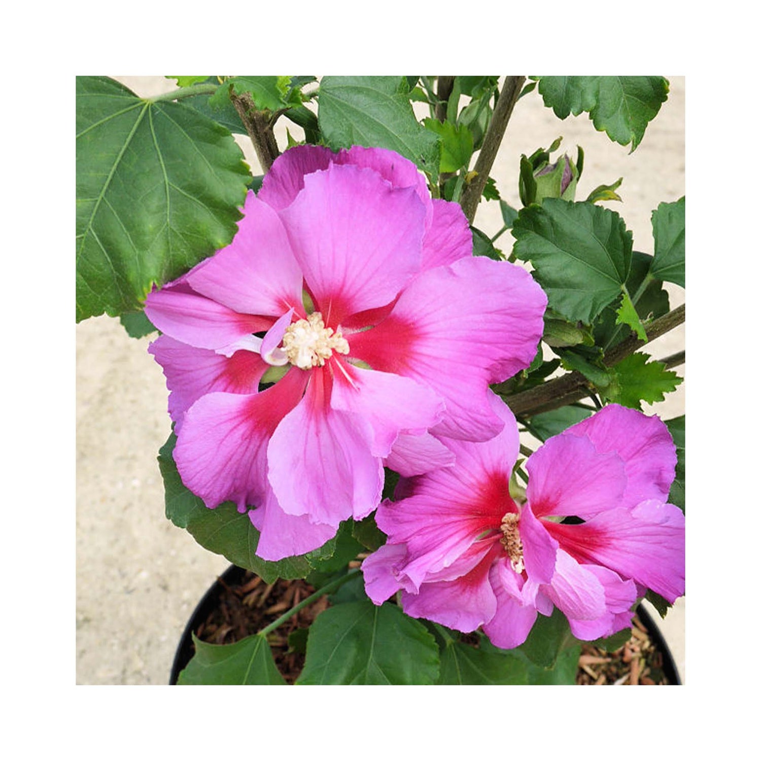 2 flowers of Hibiscus rose moon growing on shrub