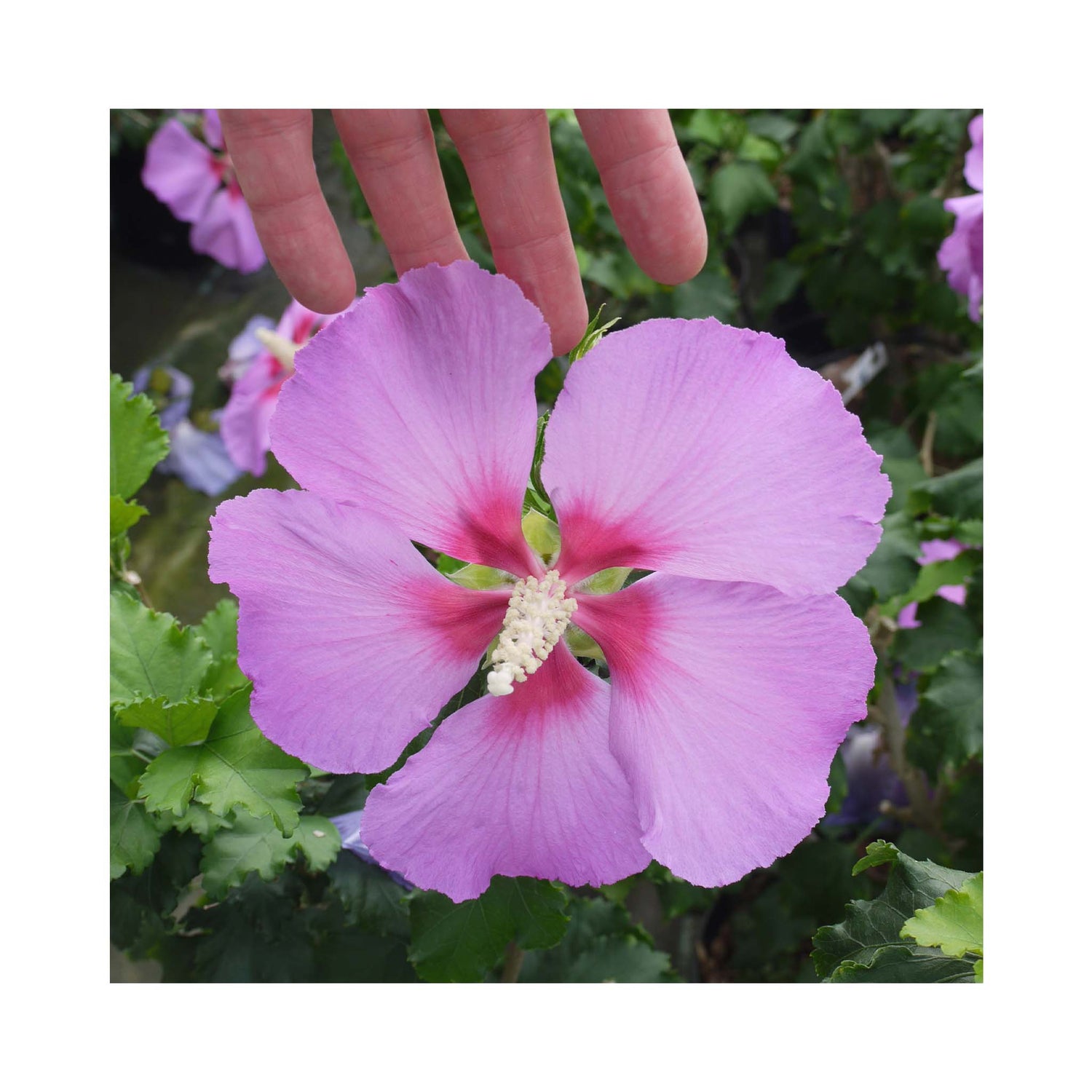 Lavender flowers of hibiscus rose moon