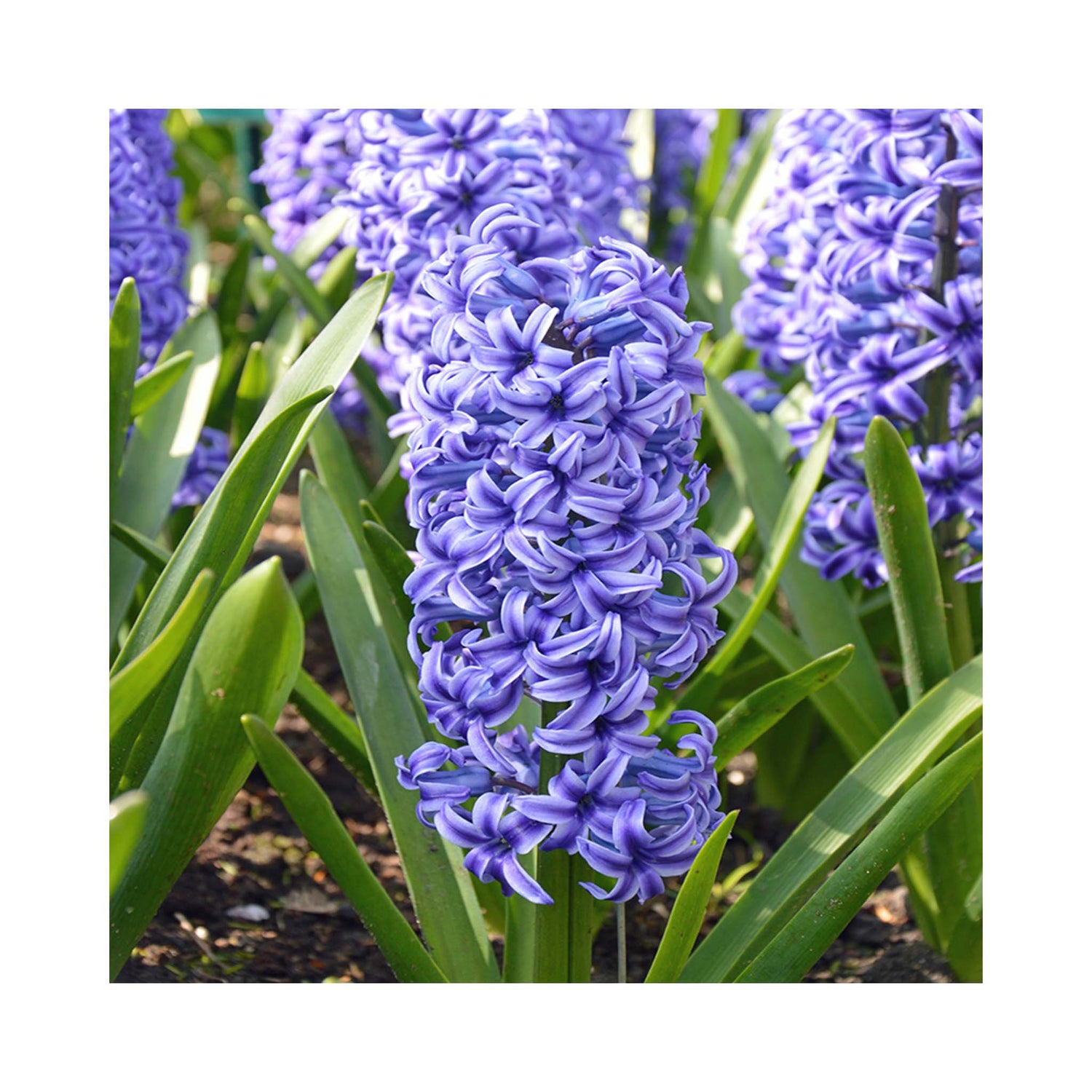 Hyacinth Blue Jacket