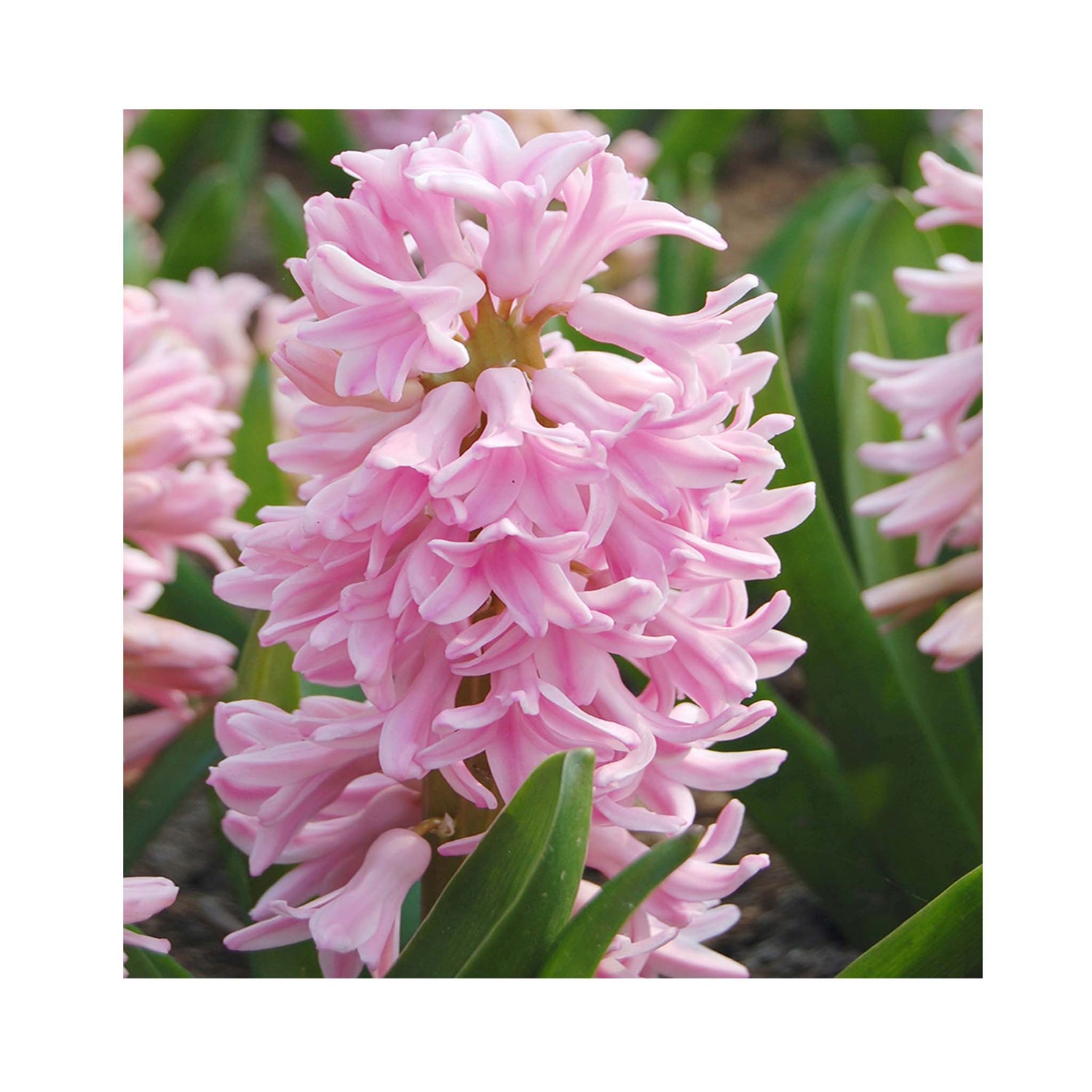 Hyacinth Pink Surprise