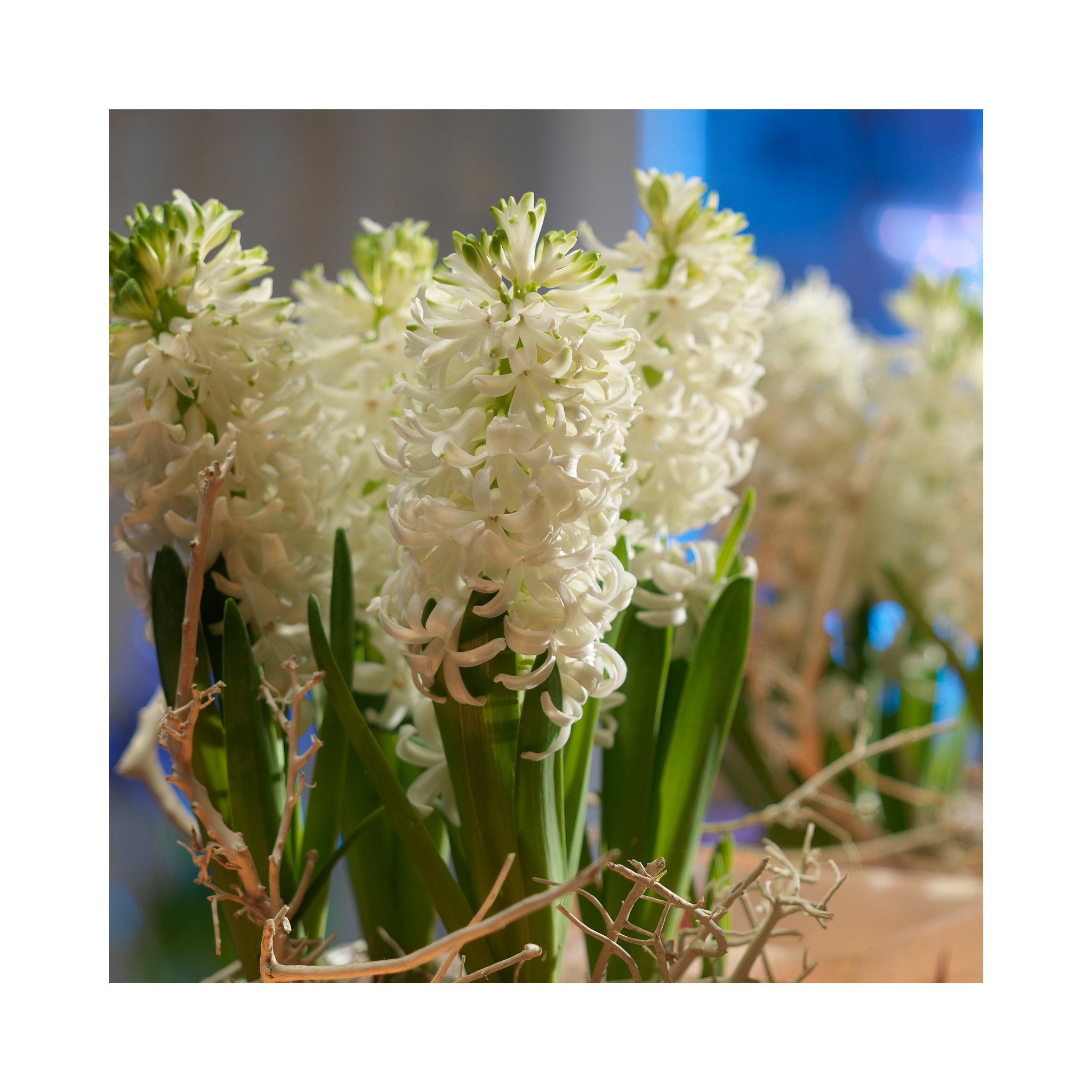 Hyacinthus Collection