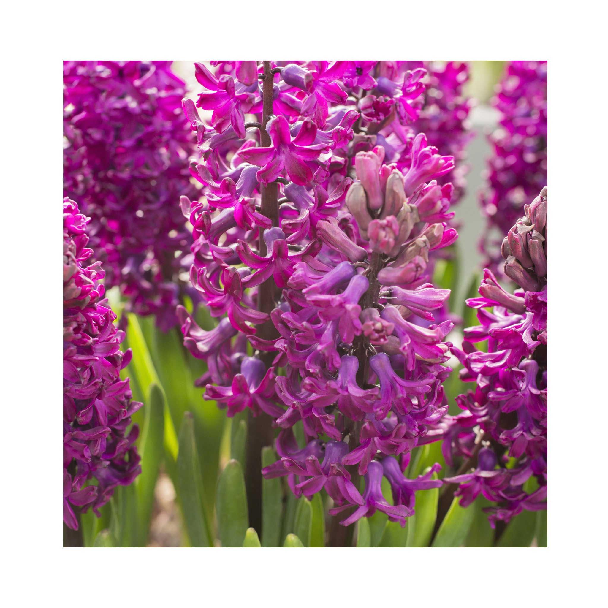 Hyacinthus Collection