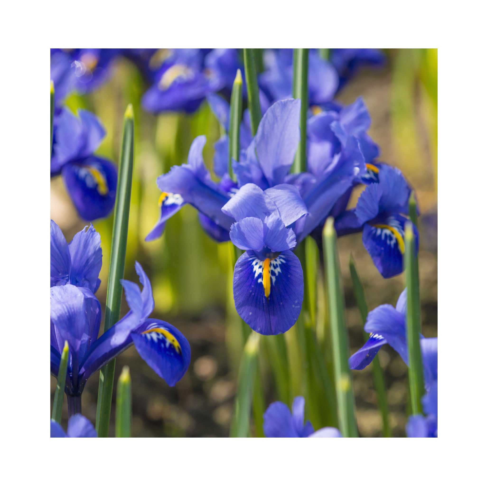 Iris Collection