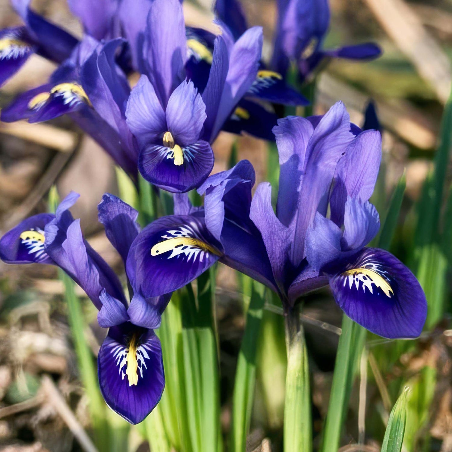 Iris Reticulata Harmony