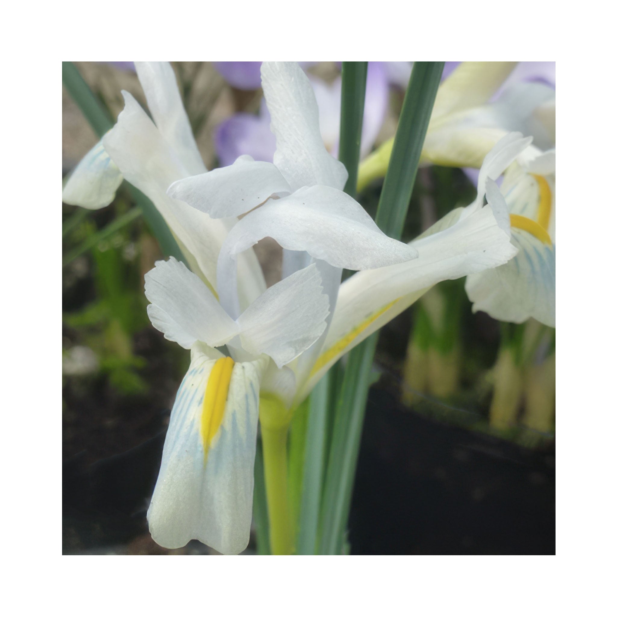 Iris Collection