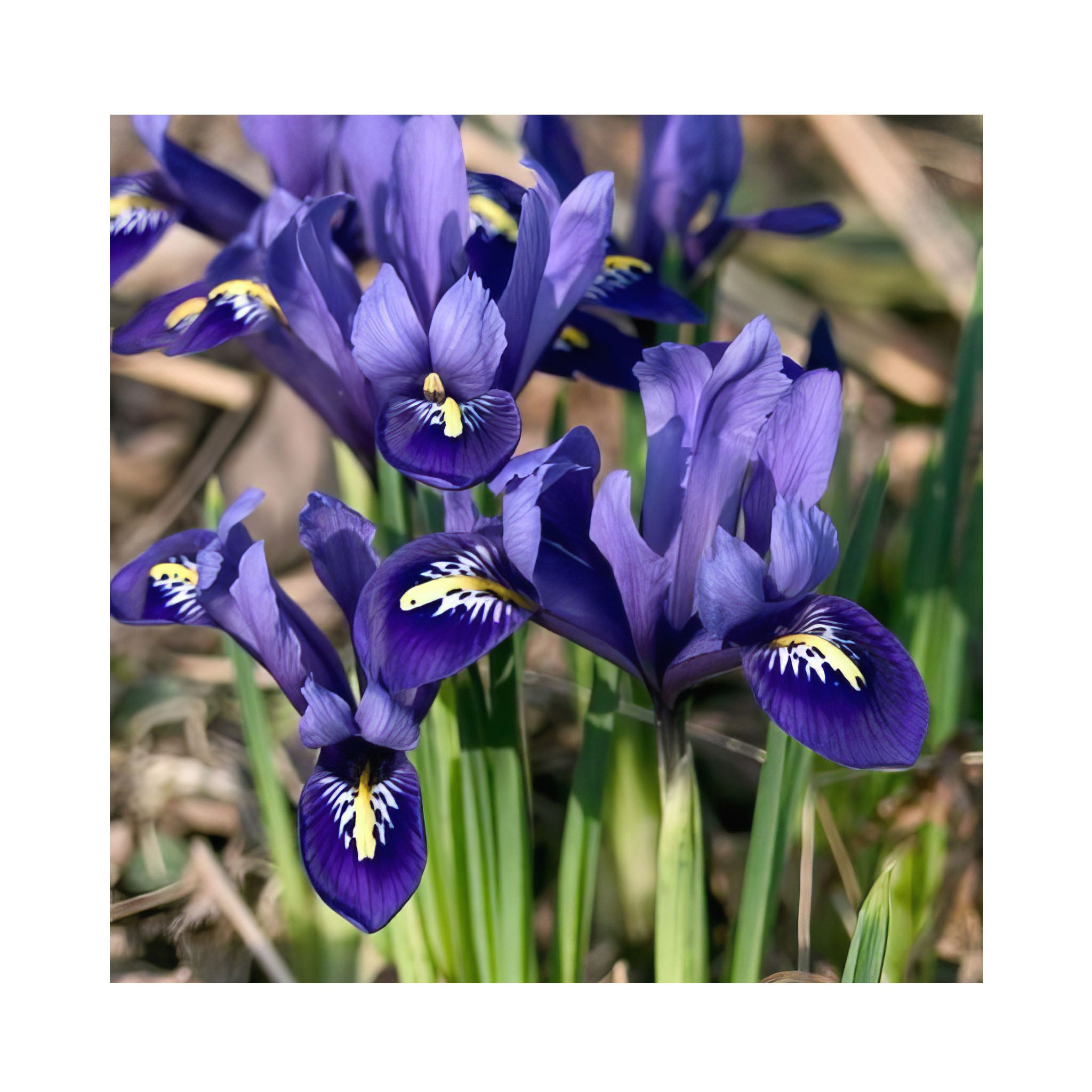 Iris Collection