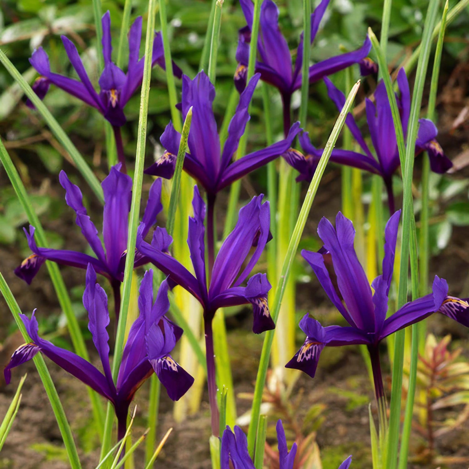 Iris reticulata Pauline