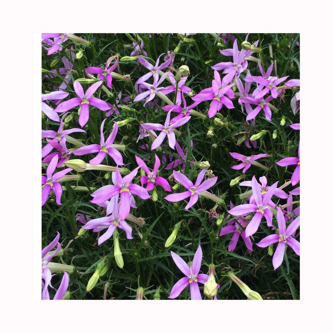 Isotoma Stella Pink