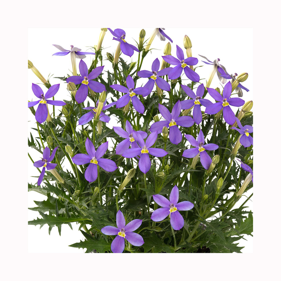 Isotoma Stella Superb Blue