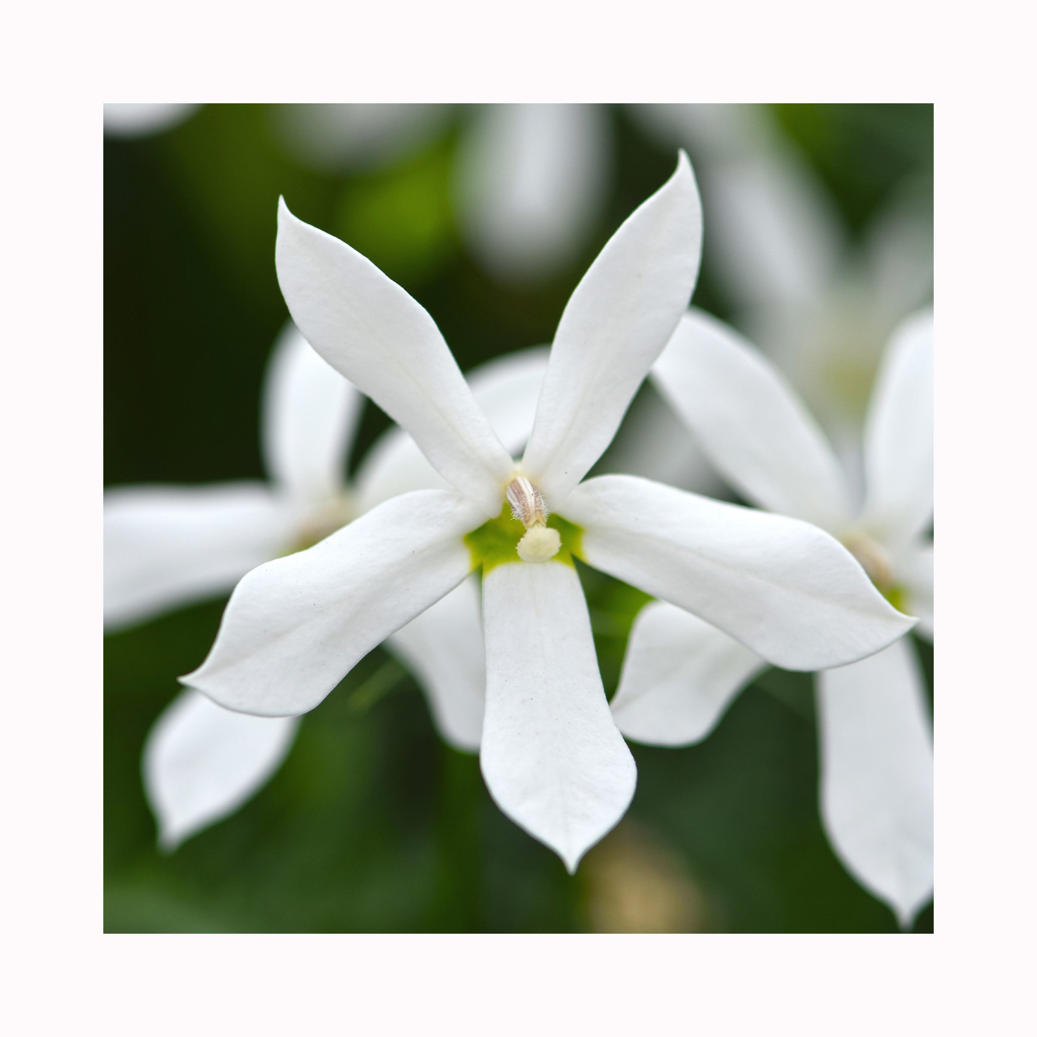 Isotoma Stella White