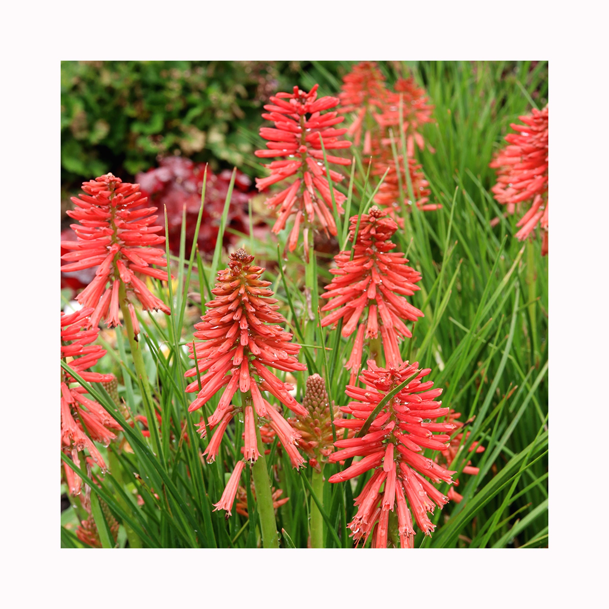 Kniphofia Poco Red
