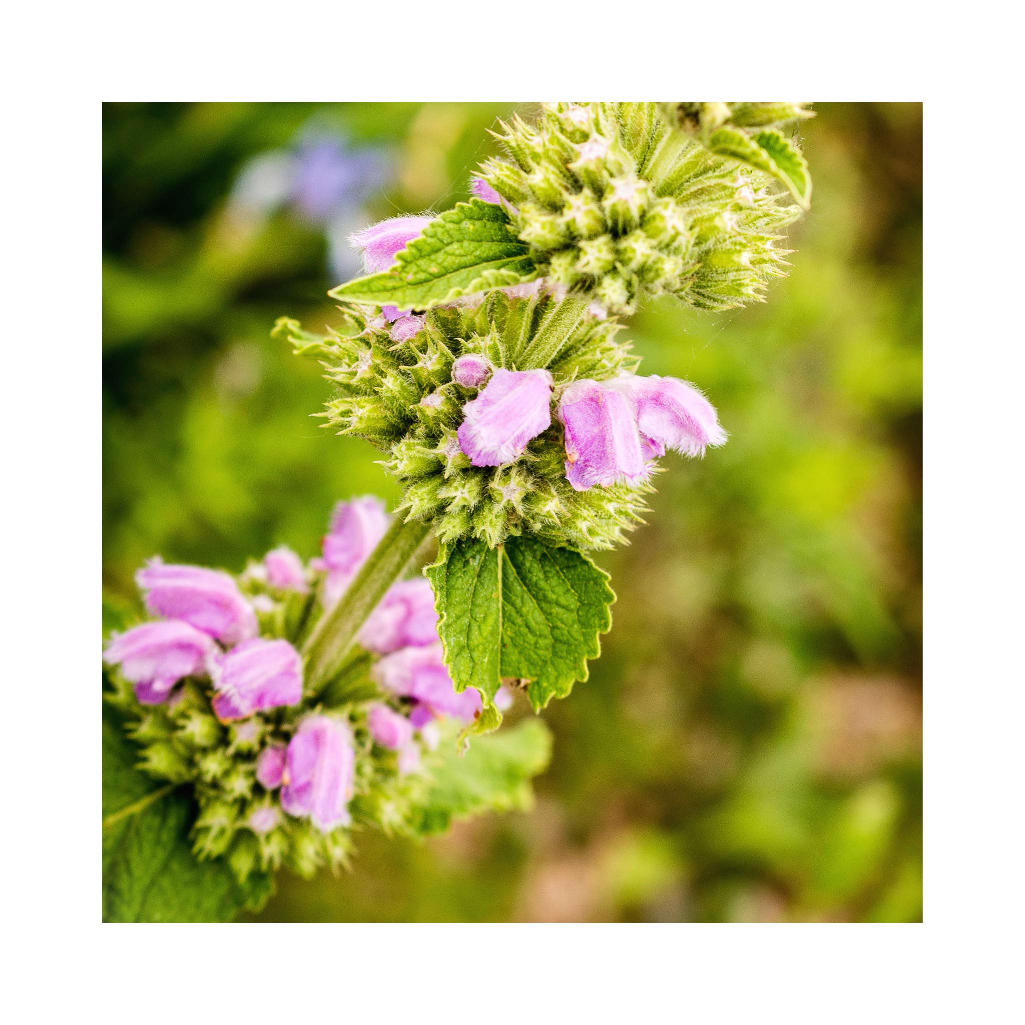 Lamium maculatum Orchid Frost