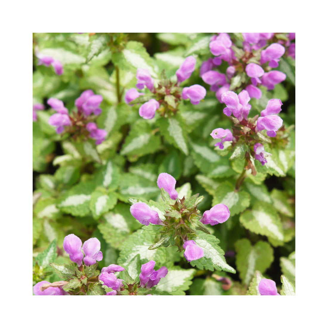 Lamium Pink Pewter