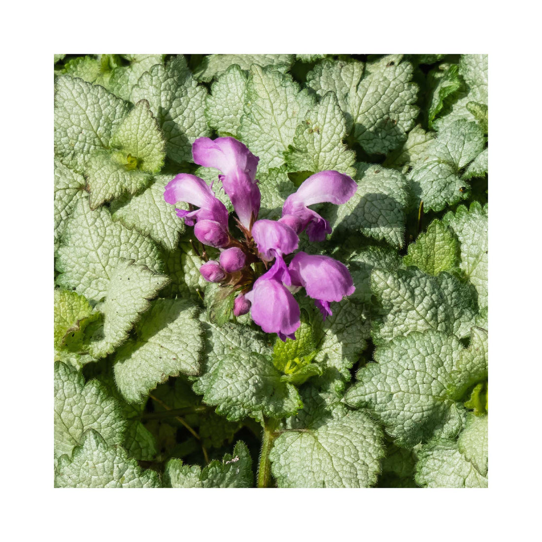 Lamium Red Nancy