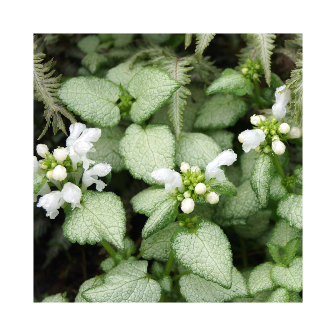 Lamium White Nancy