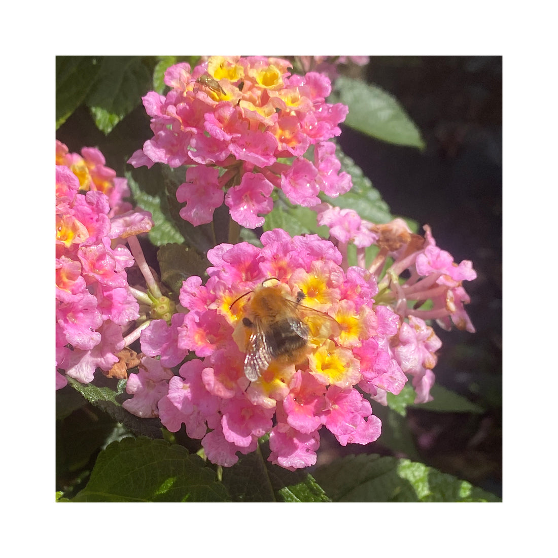 Lantana Lemon Pink