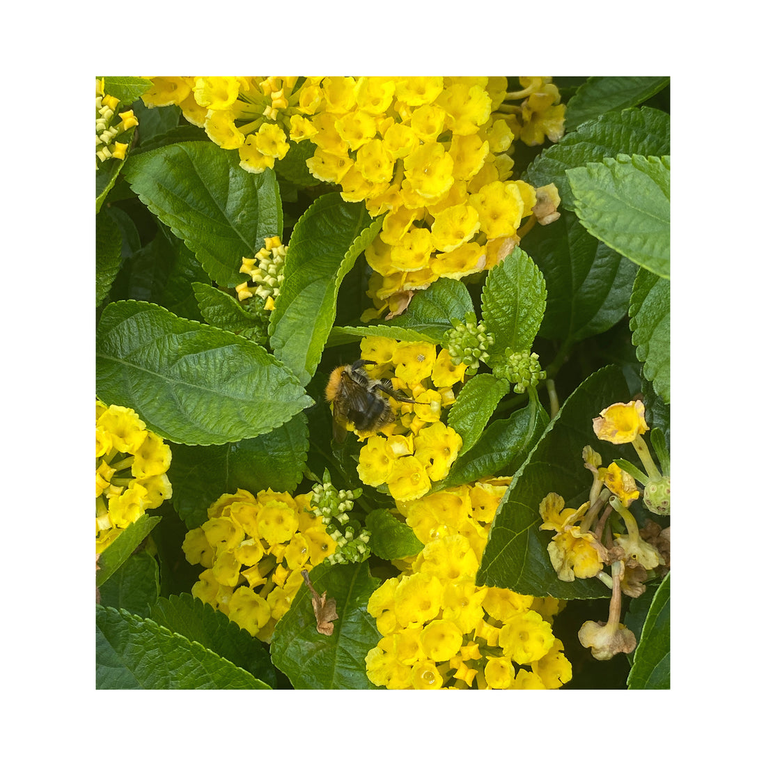 Lantana Yellow