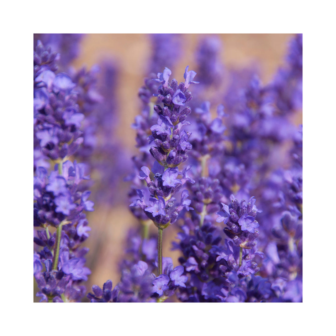 Lavender angustifolia Beechwood Blue
