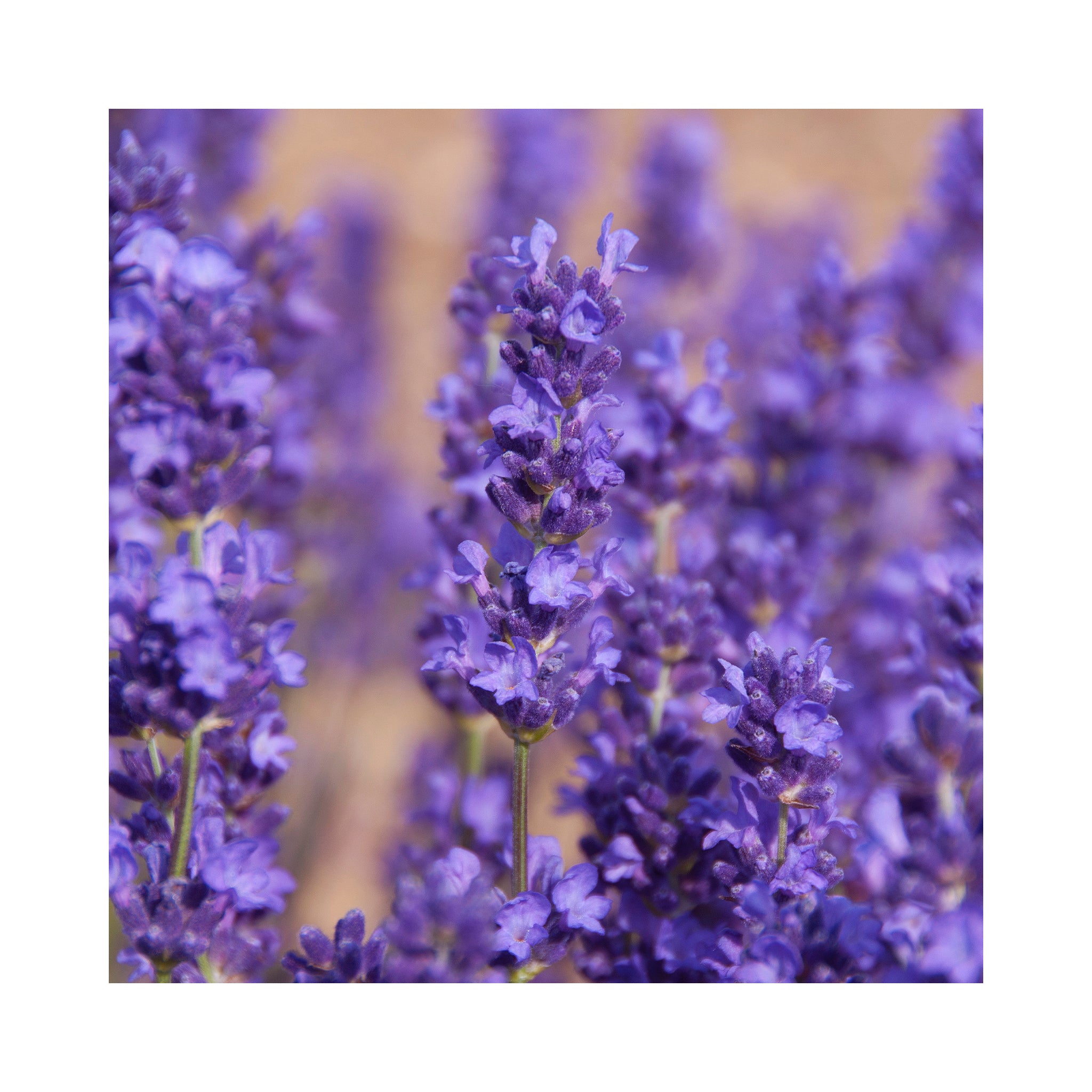 Lavender angustifolia Beechwood Blue