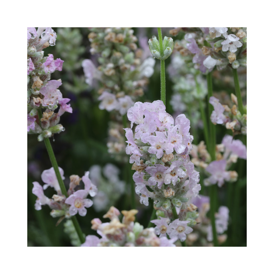 Lavender Beezee Pink