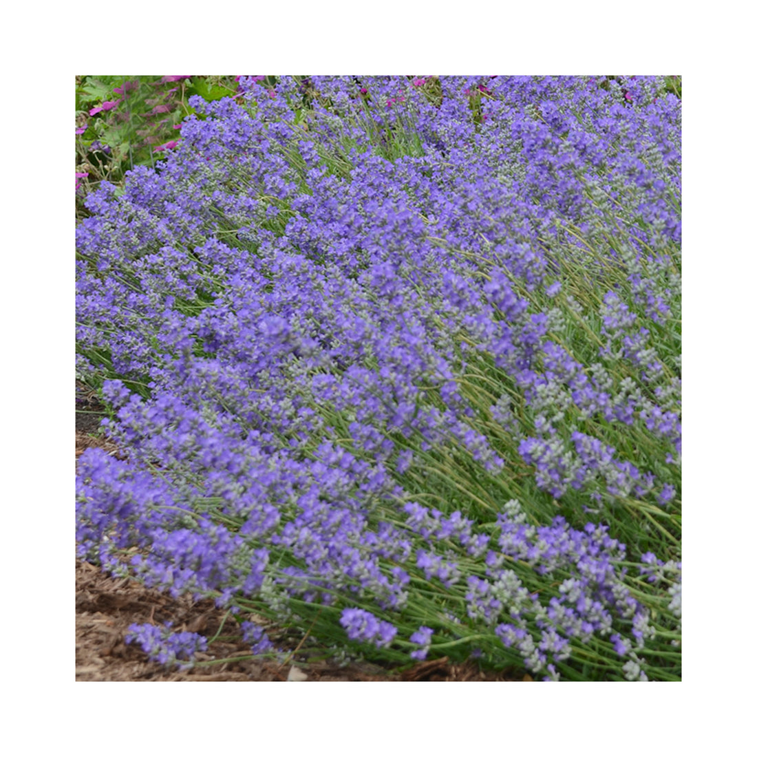 Lavender Blue Cushion