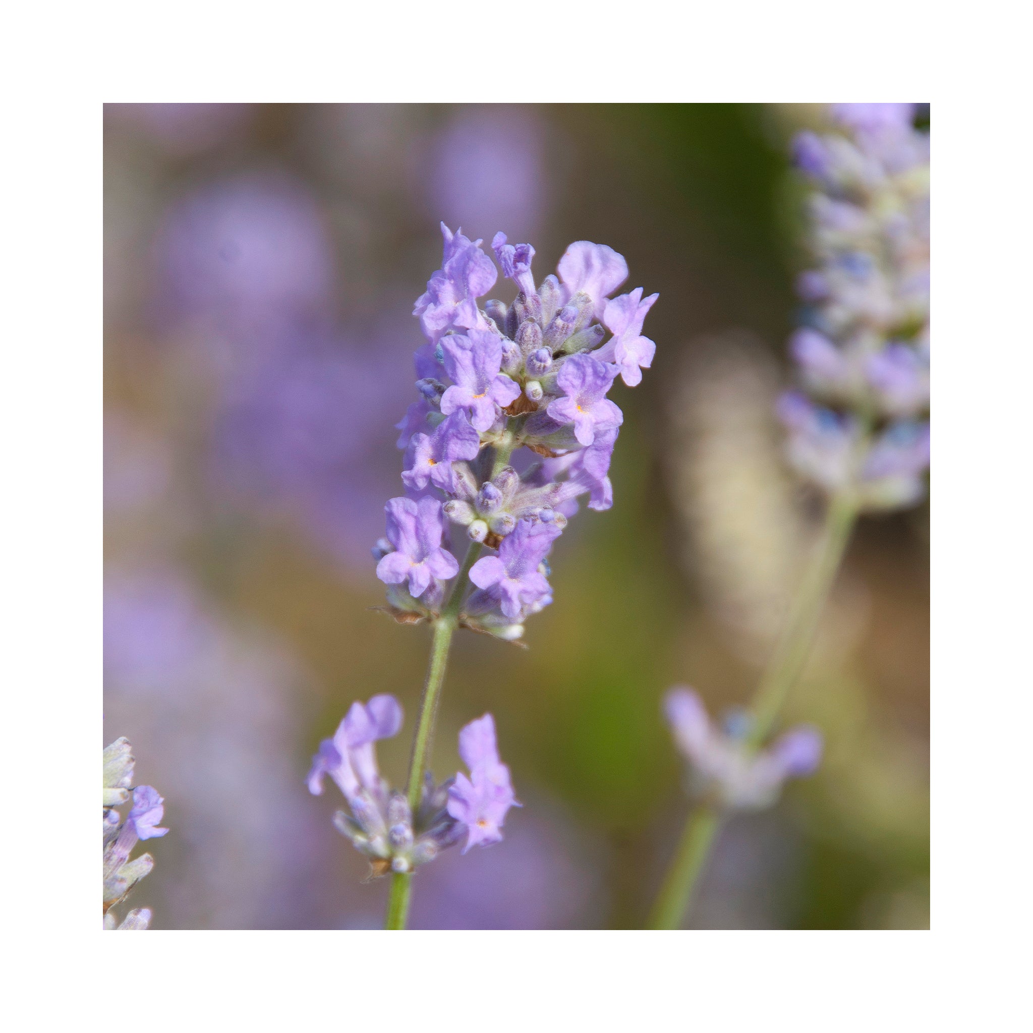 Lavender Cedar Blue