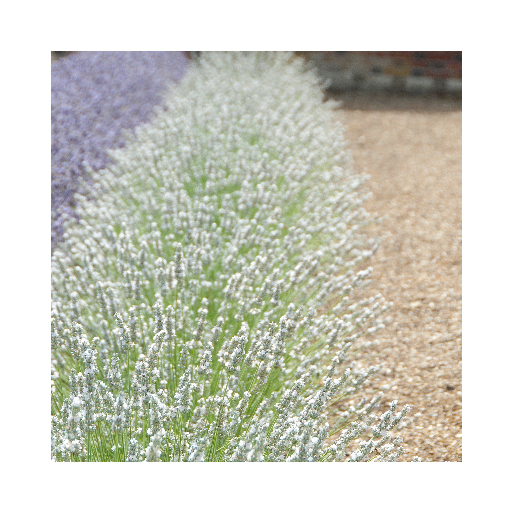 Lavender Intermedia Heavenly Angel