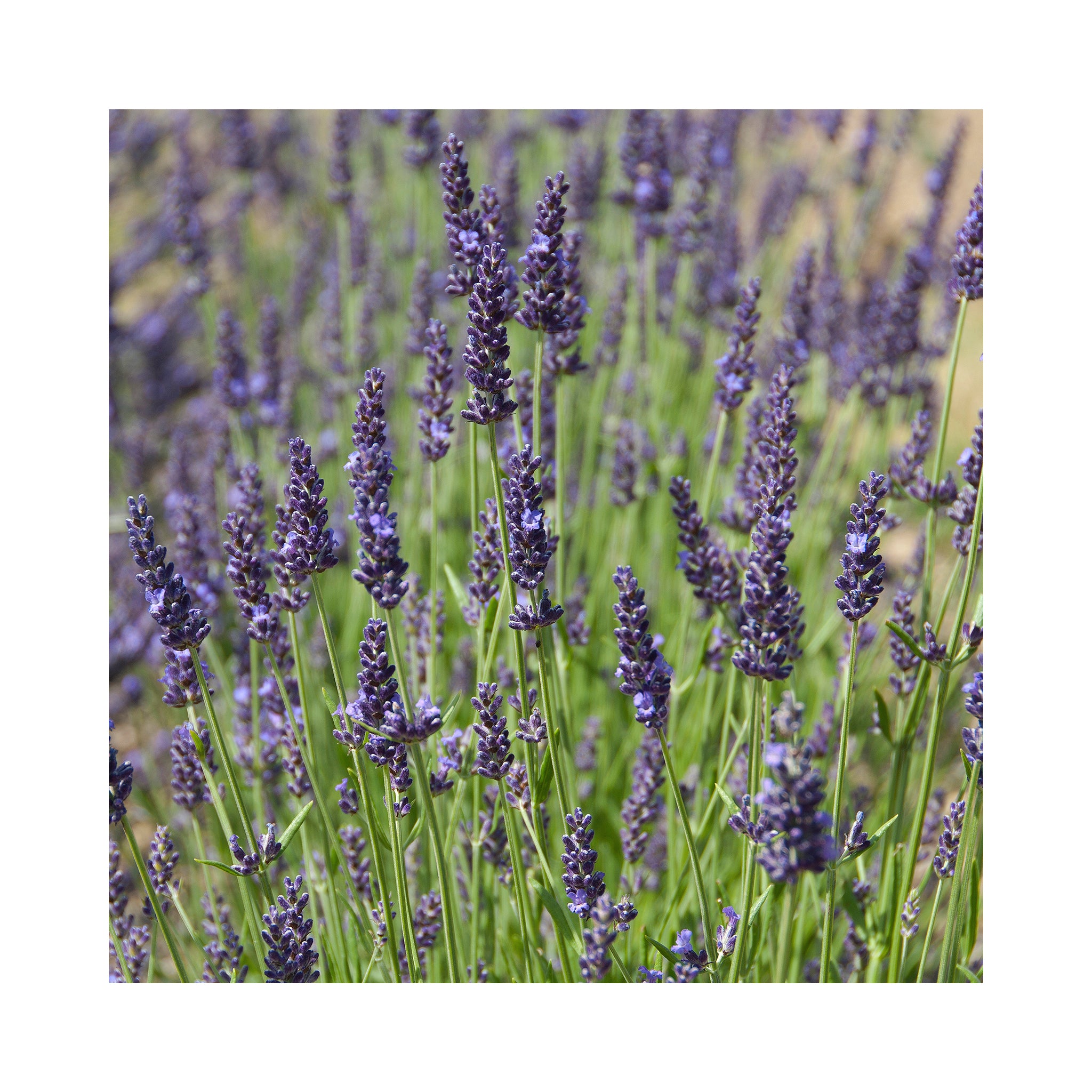 Lavender Intermedia Heavenly Night