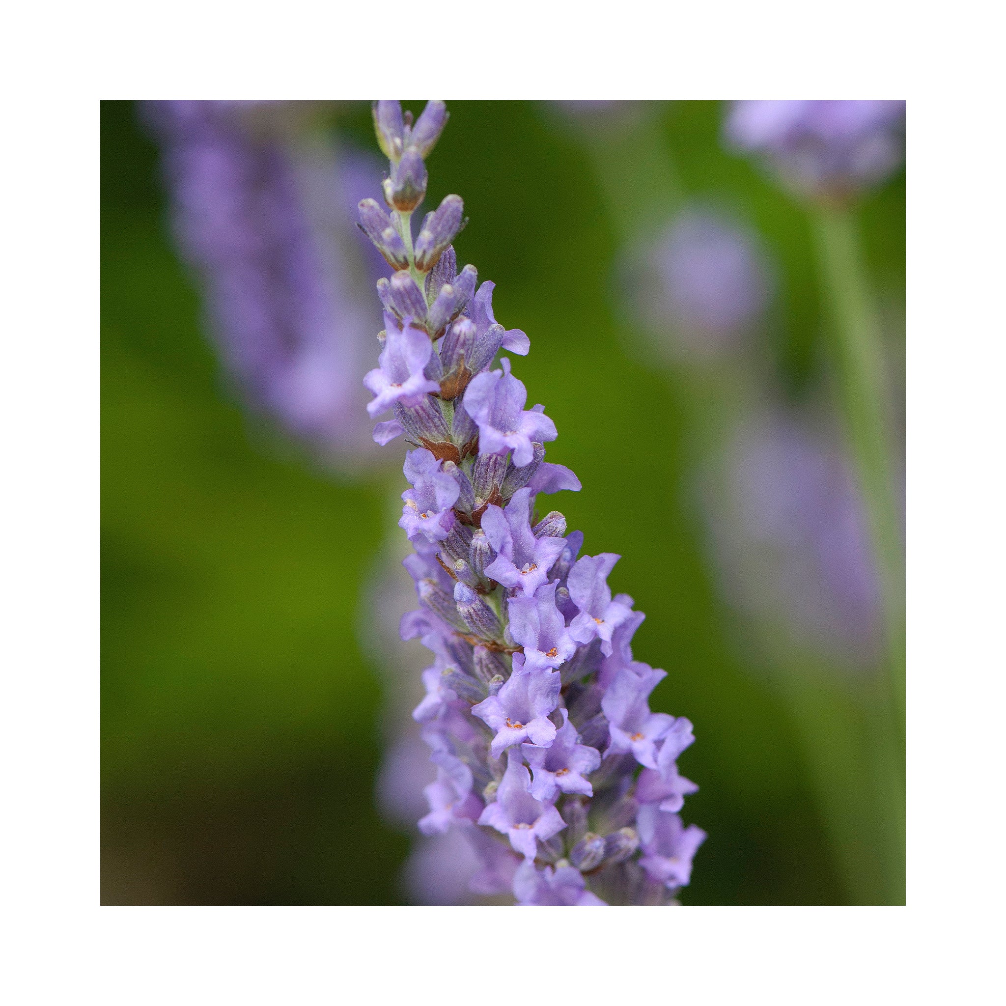 Lavender Intermedia Heavenly Scent