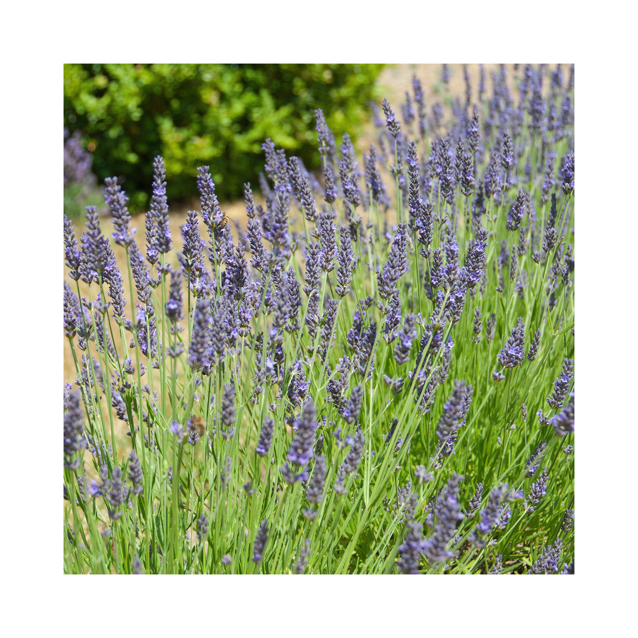 Lavender Intermedia Heavenly Scent