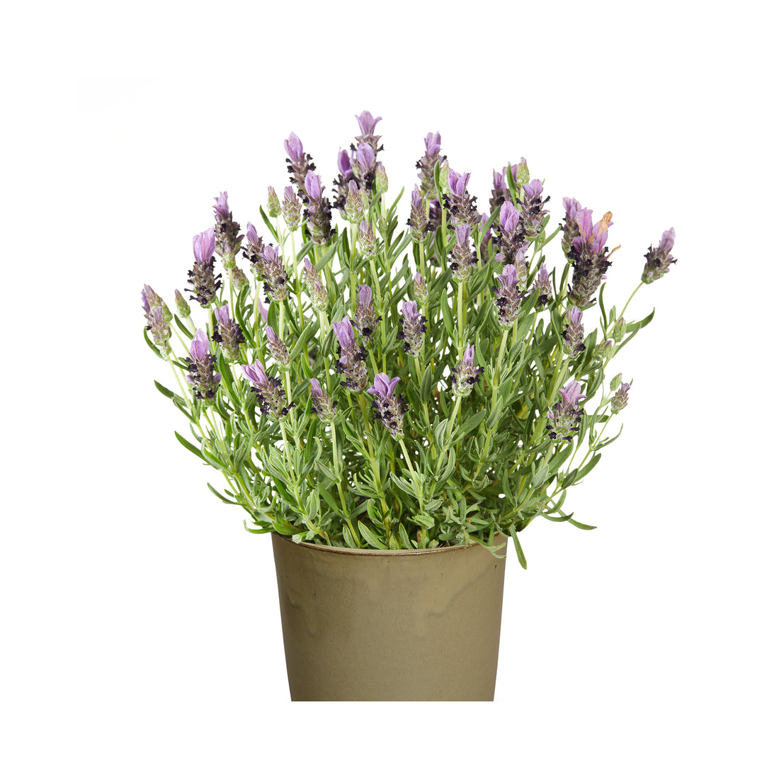 Lavender Lavlov Blue