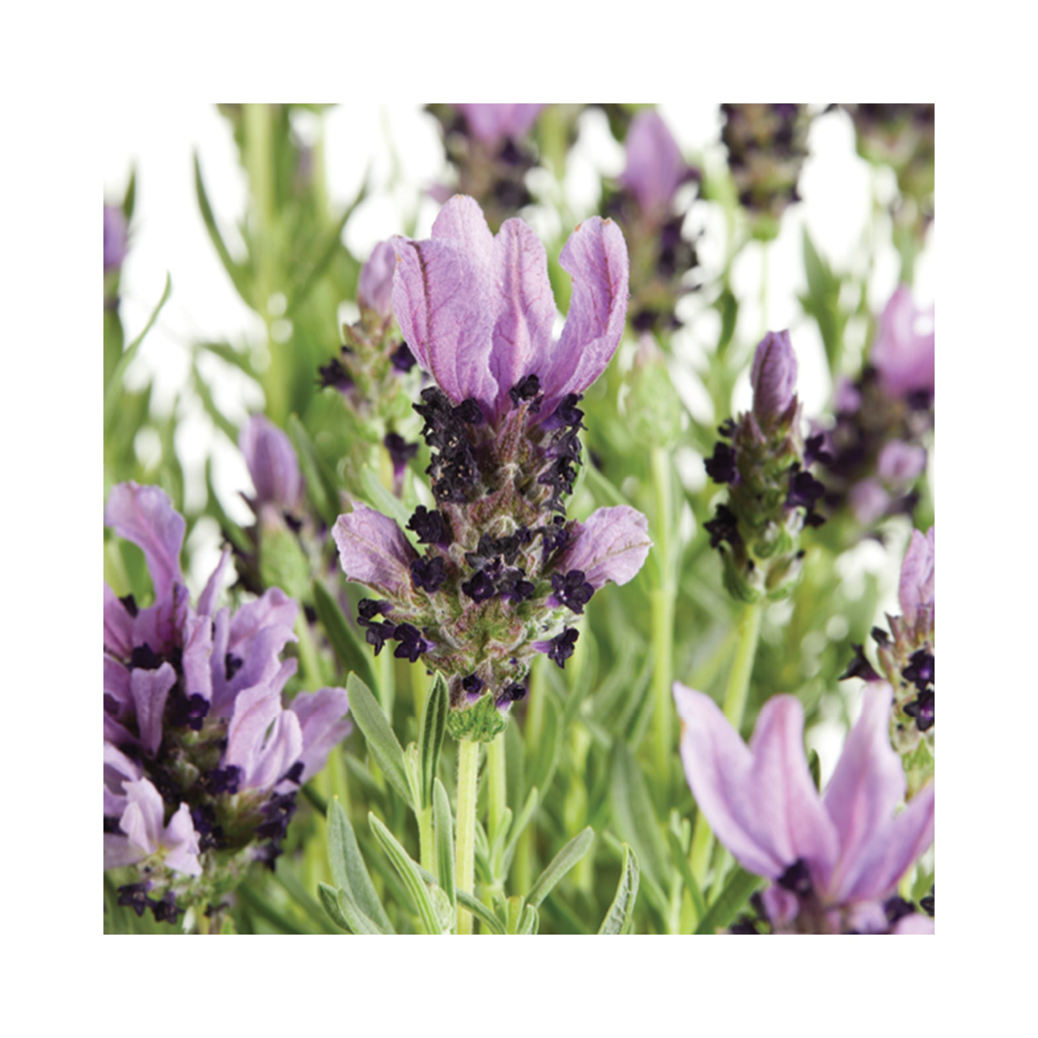 Lavender Lavlov Blue