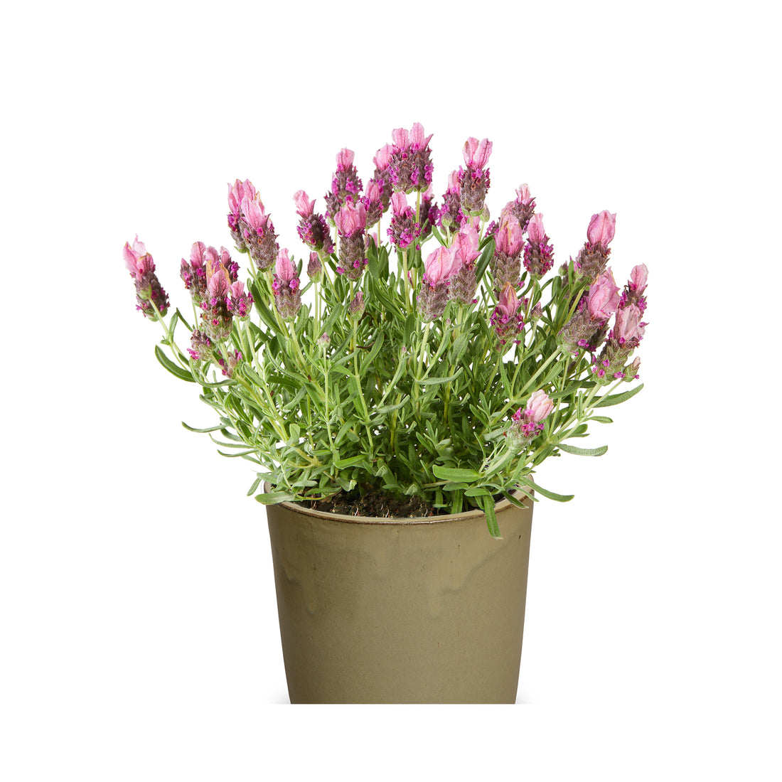 Lavender Lavlov Deep Pink