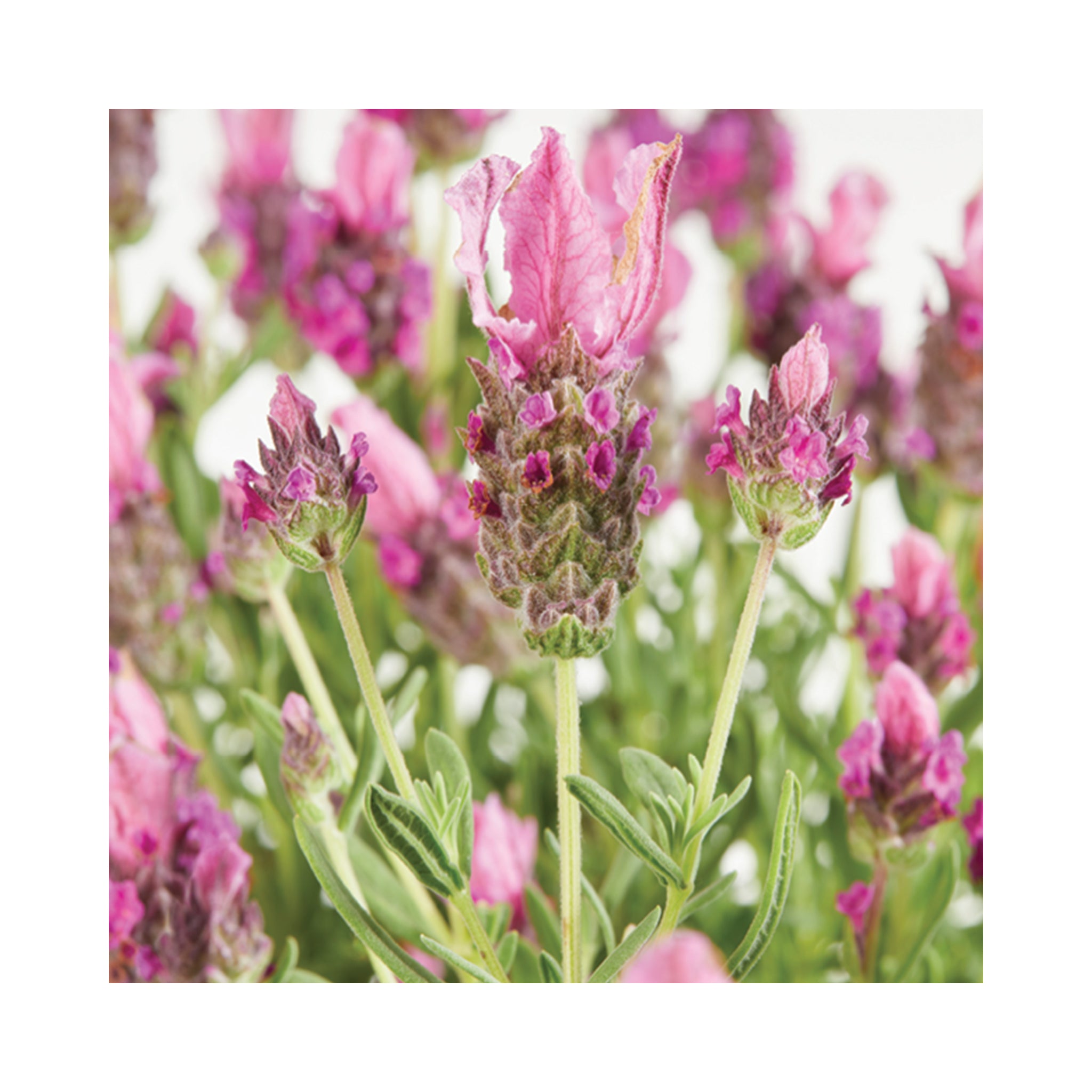 Lavender Lavlov Deep Pink