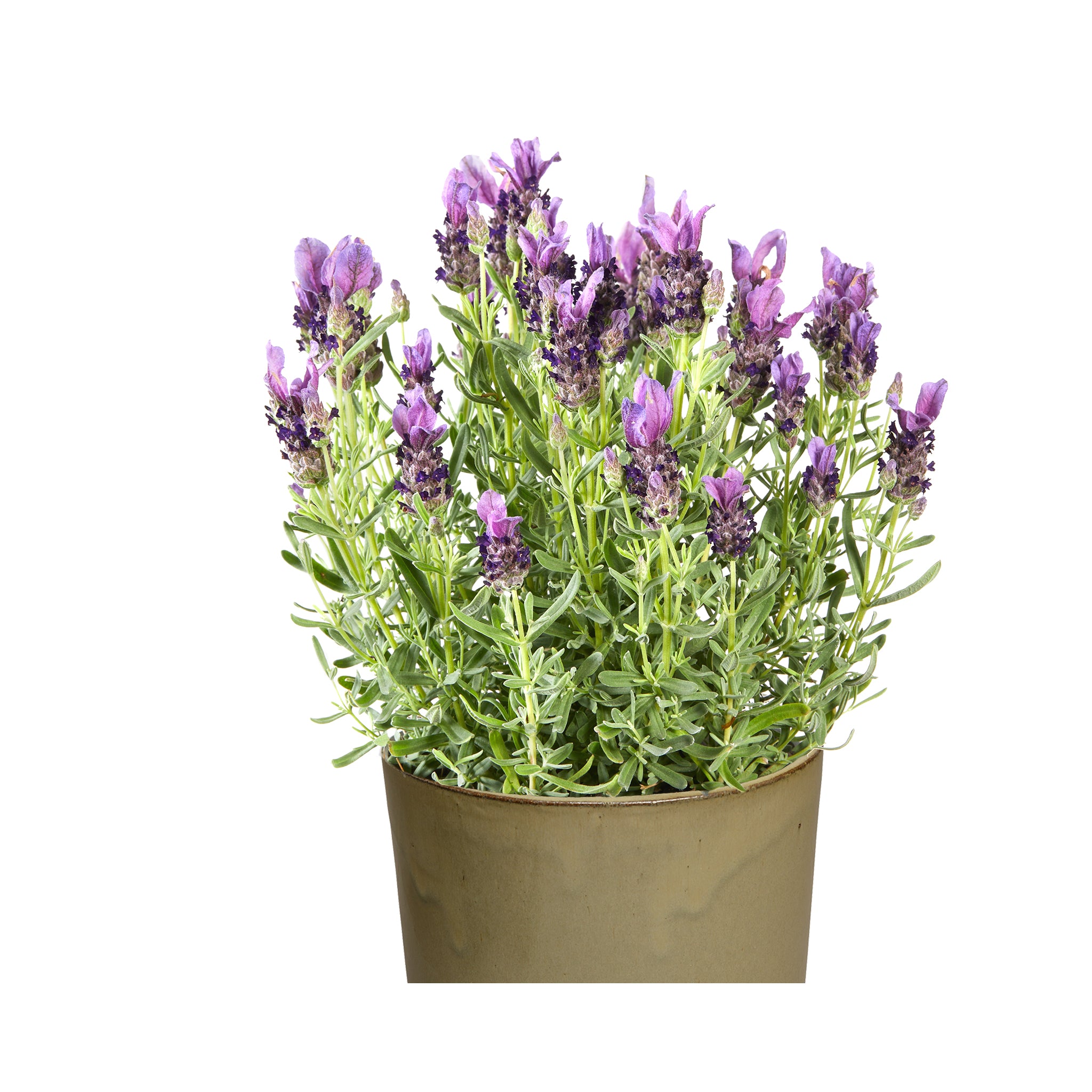Lavender Ultimate Starter Plant Collection *Wow 12 Different Varieties*
