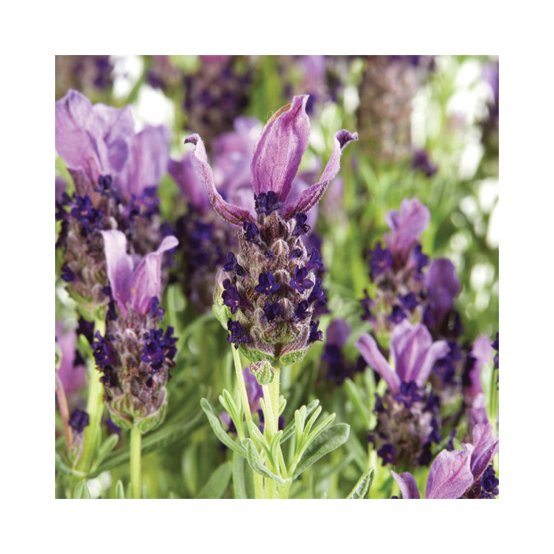 Lavender Lavlov Deep Purple