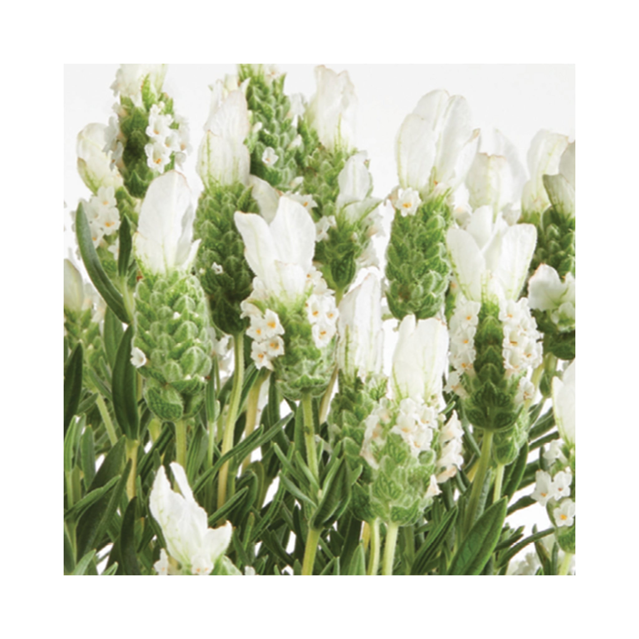 Lavender Lavlov White