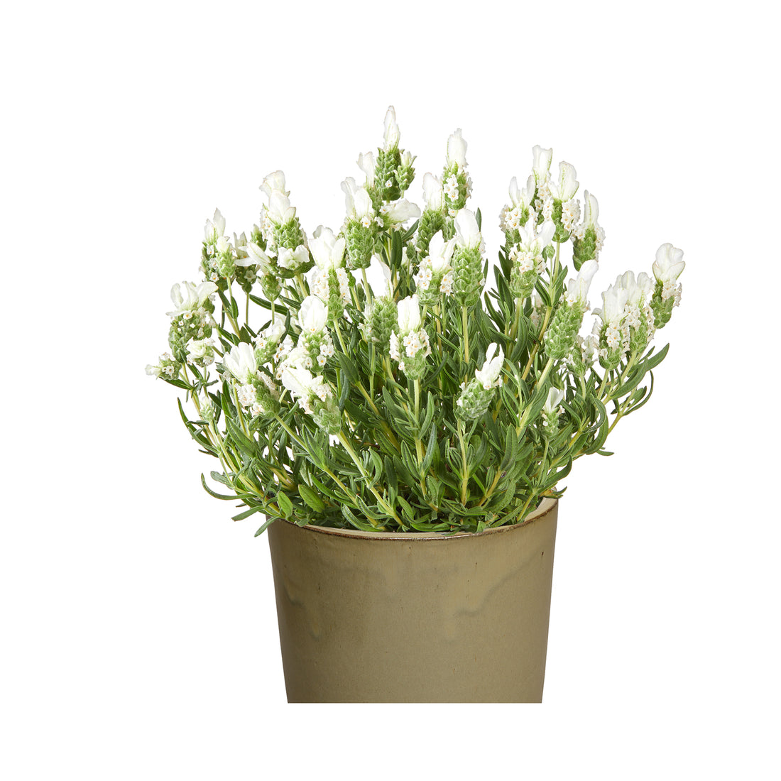 Lavender Lavlov White