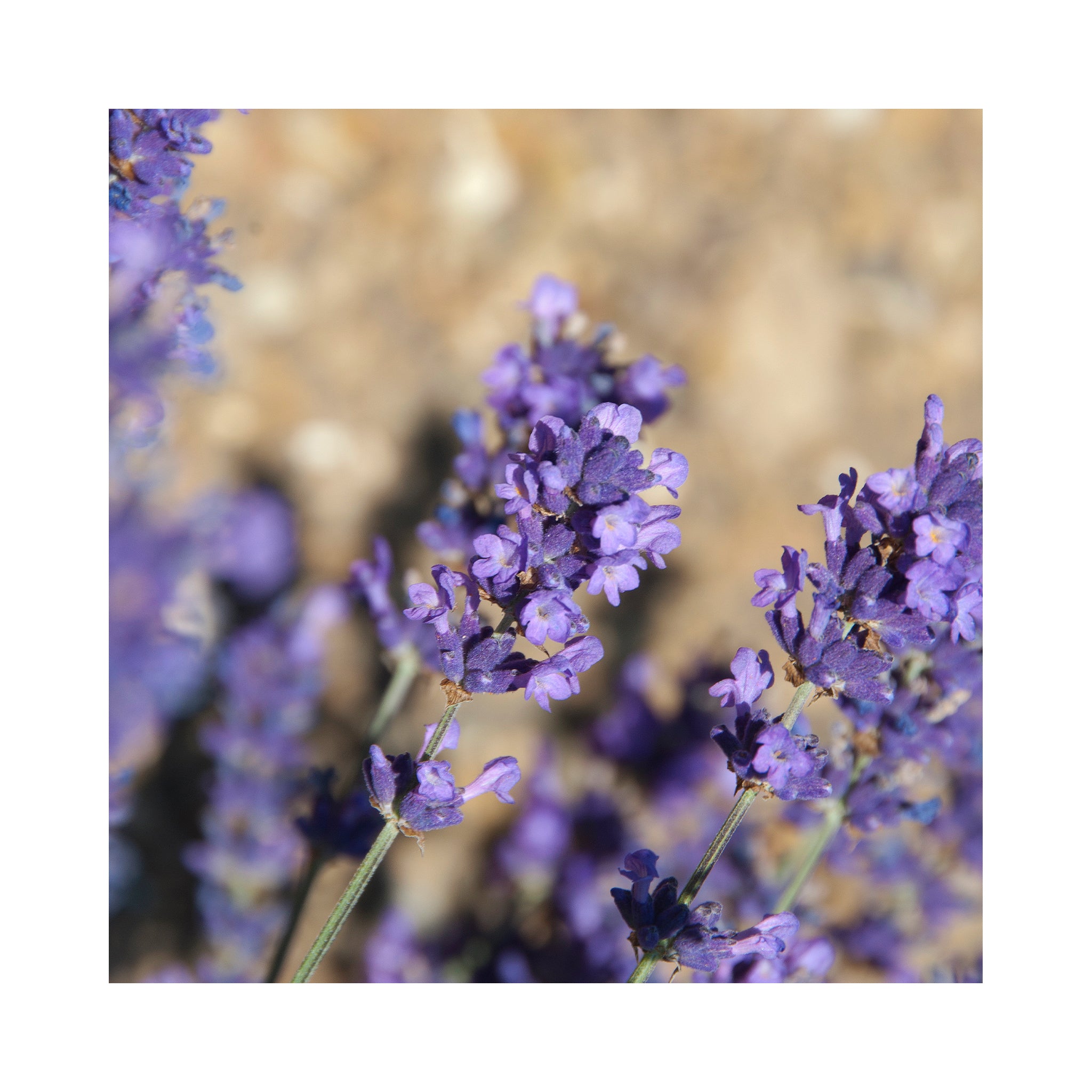 Lavender Loddon Blue