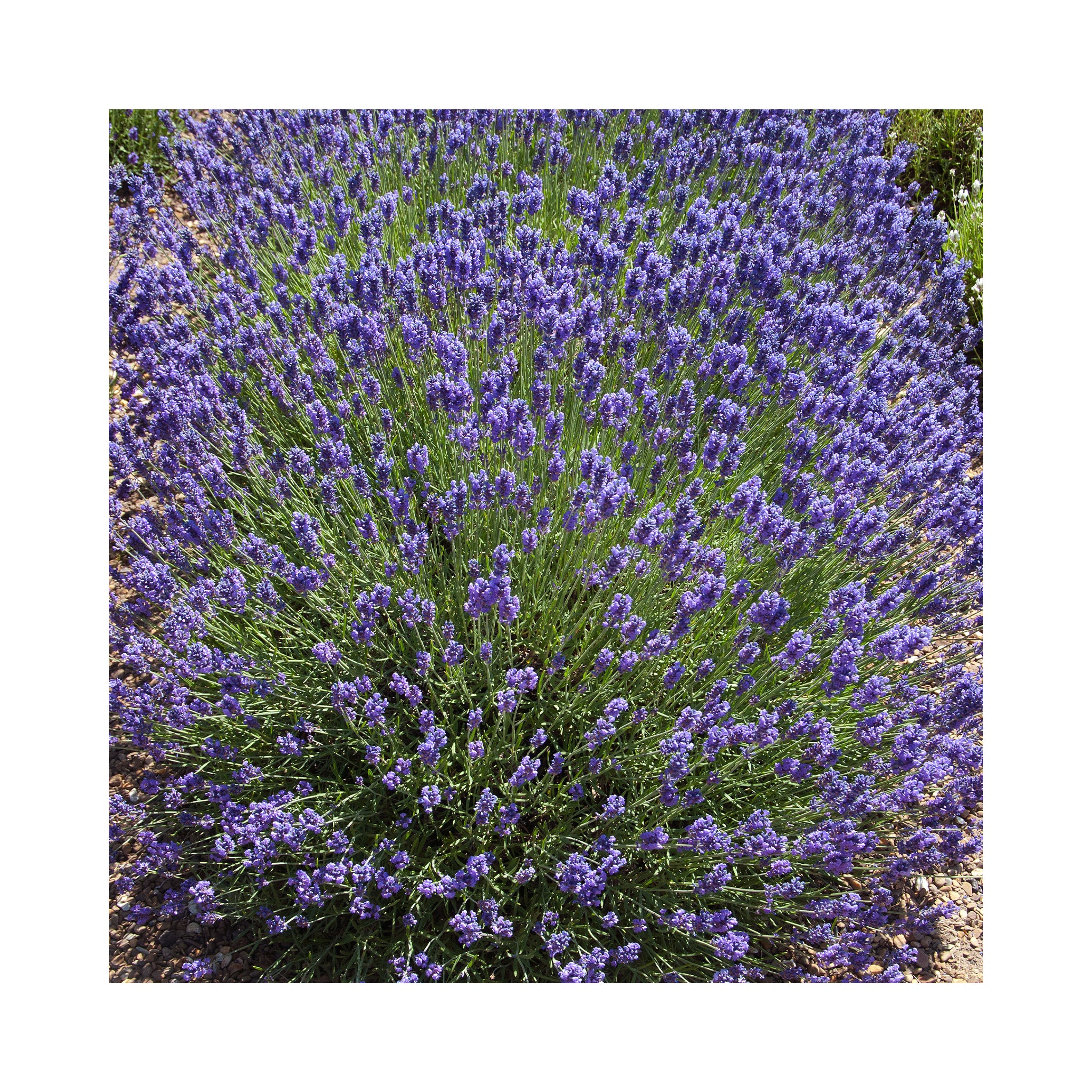 Lavender Loddon Blue