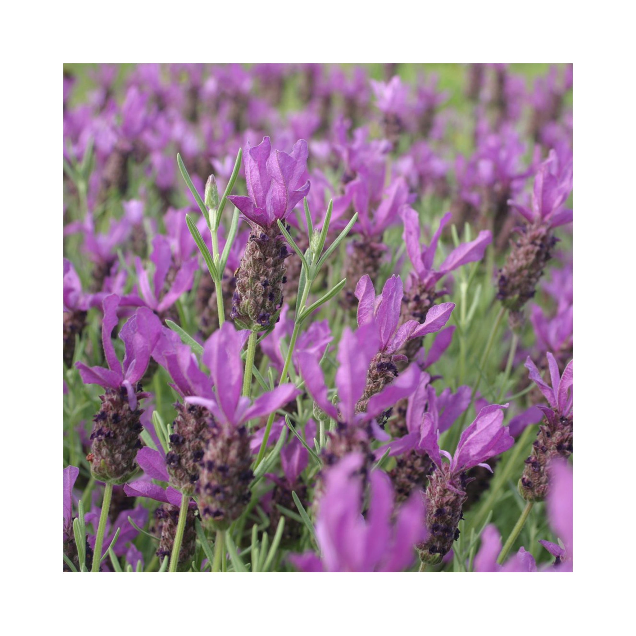 Lavender Madrid Bee Purple