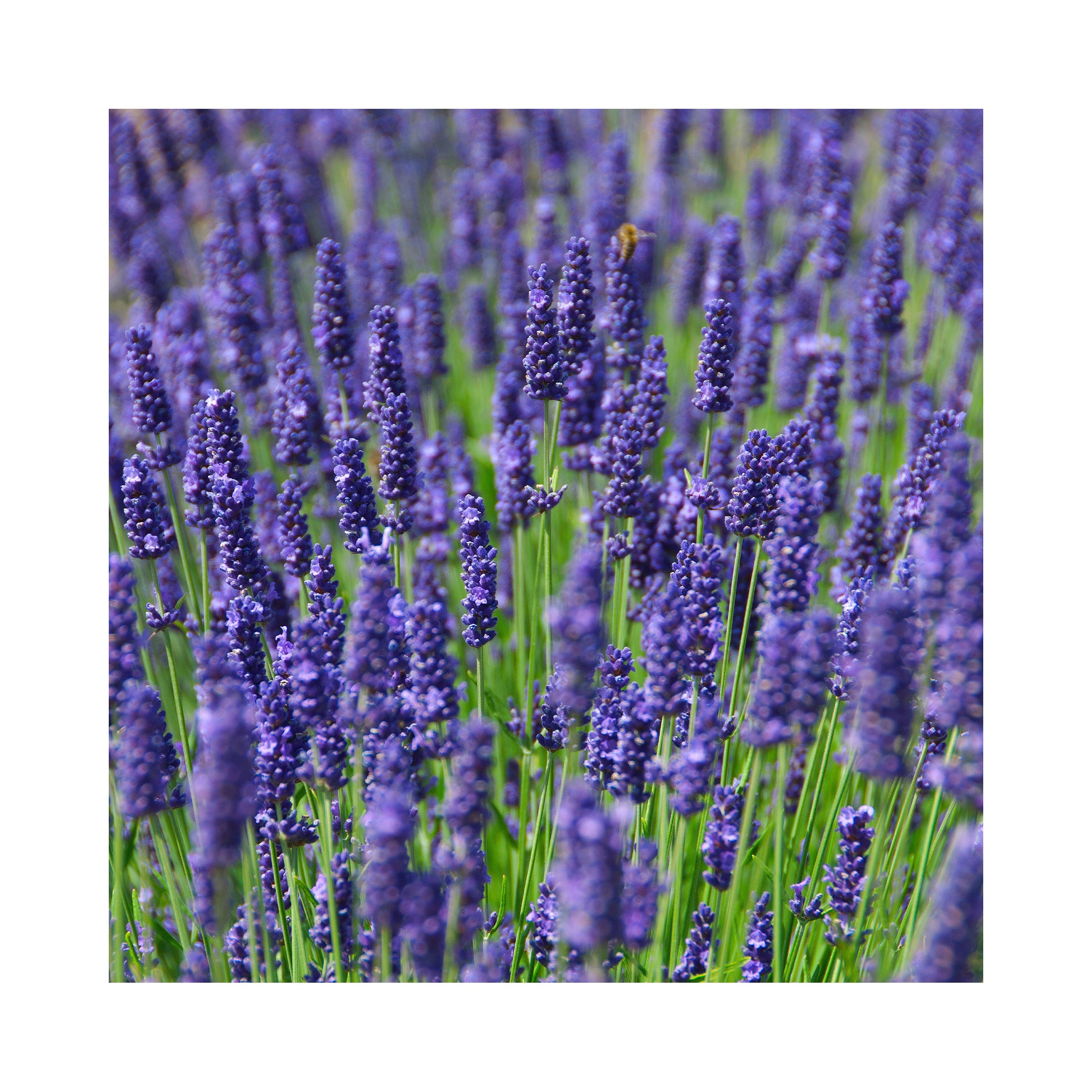 Lavender Intermedia Olympia