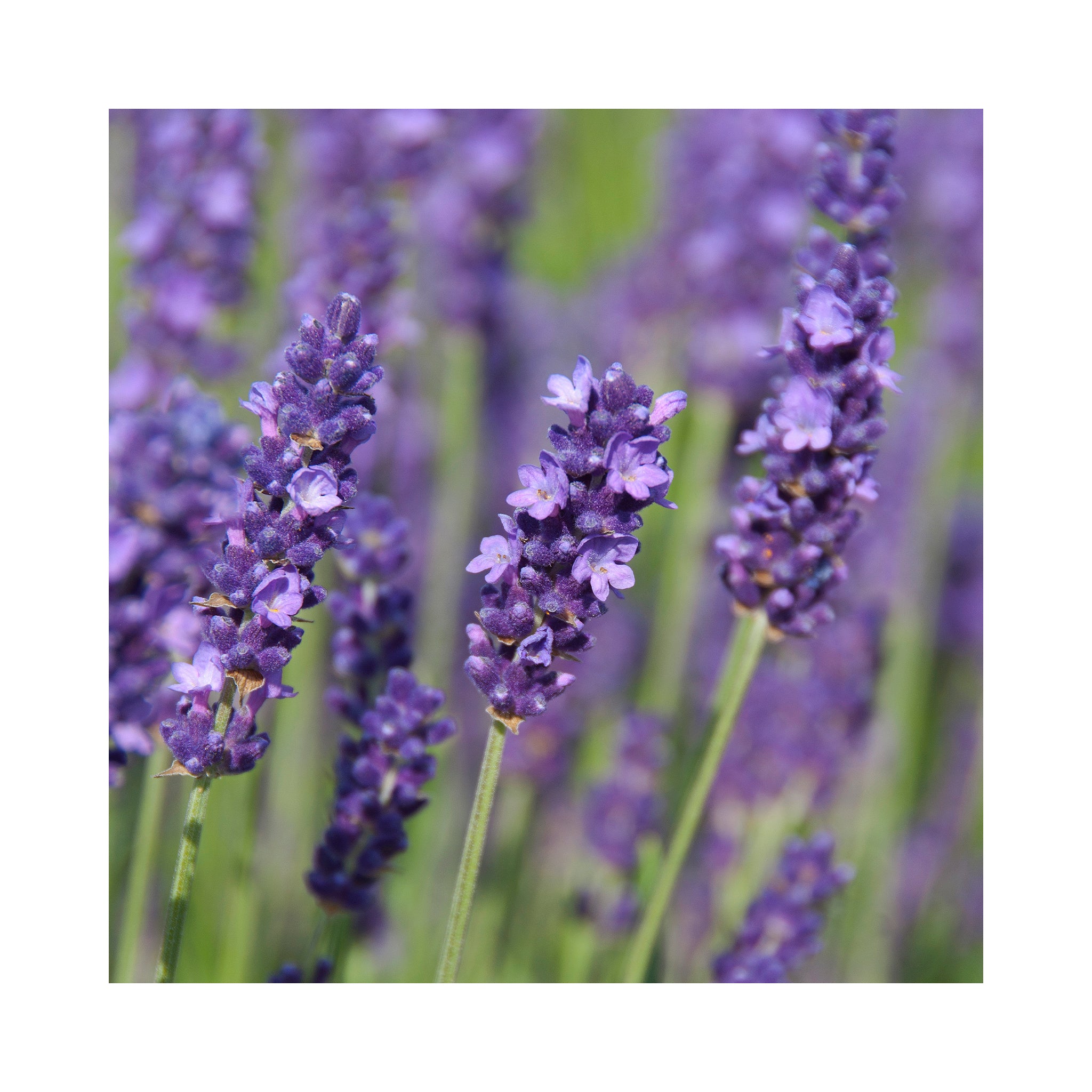 Lavender angustifolia Peter Pan