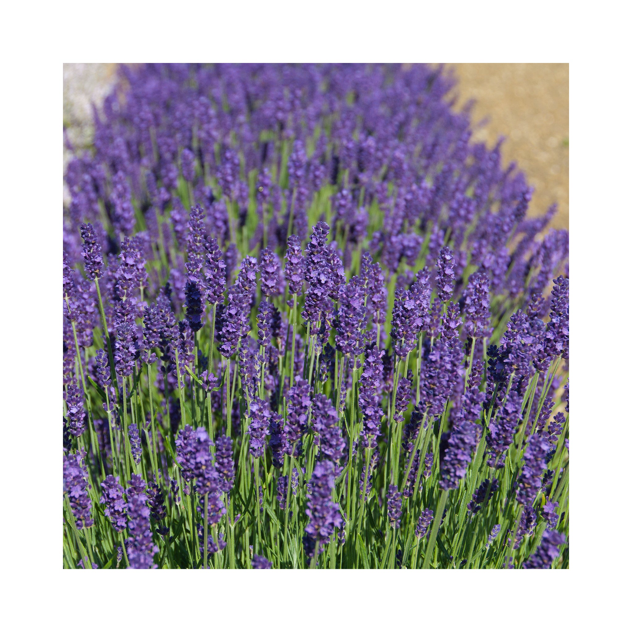 Lavender angustifolia Peter Pan