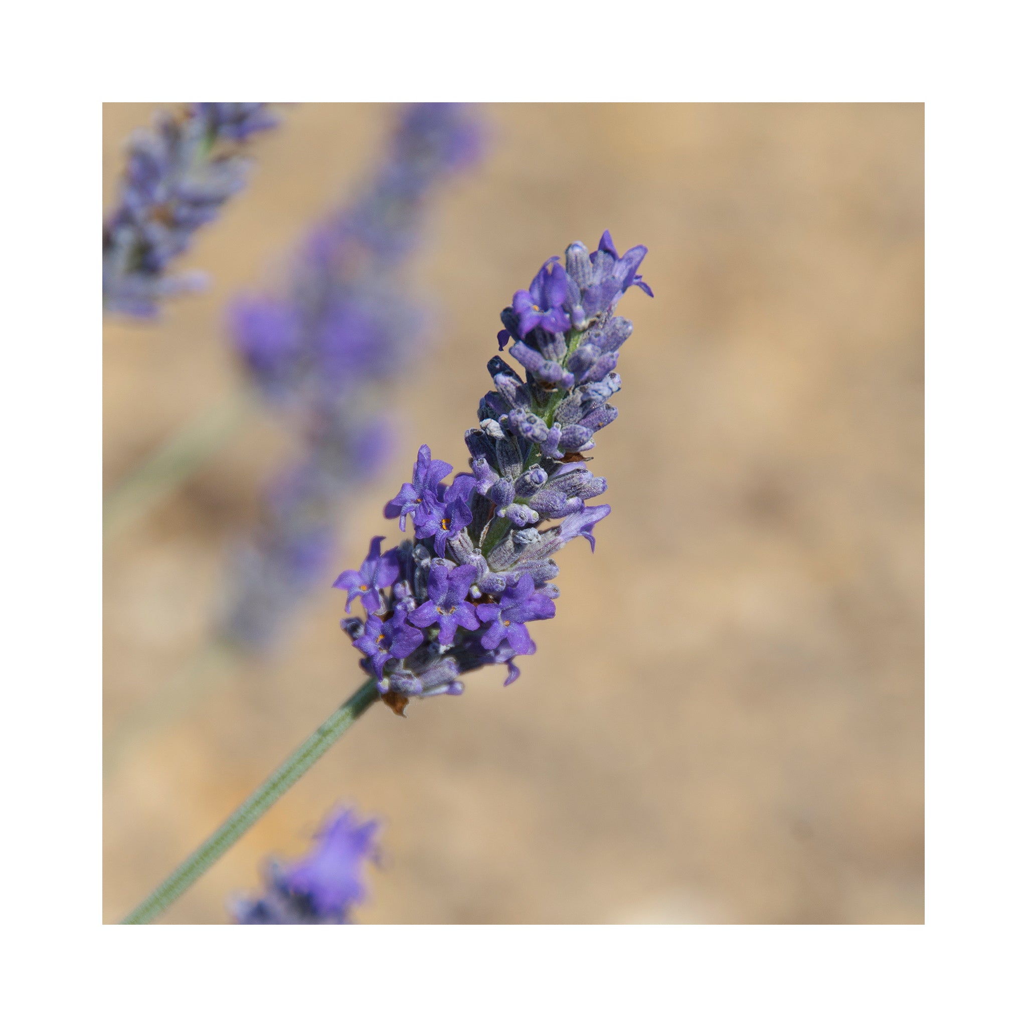 Lavender Richard Grey