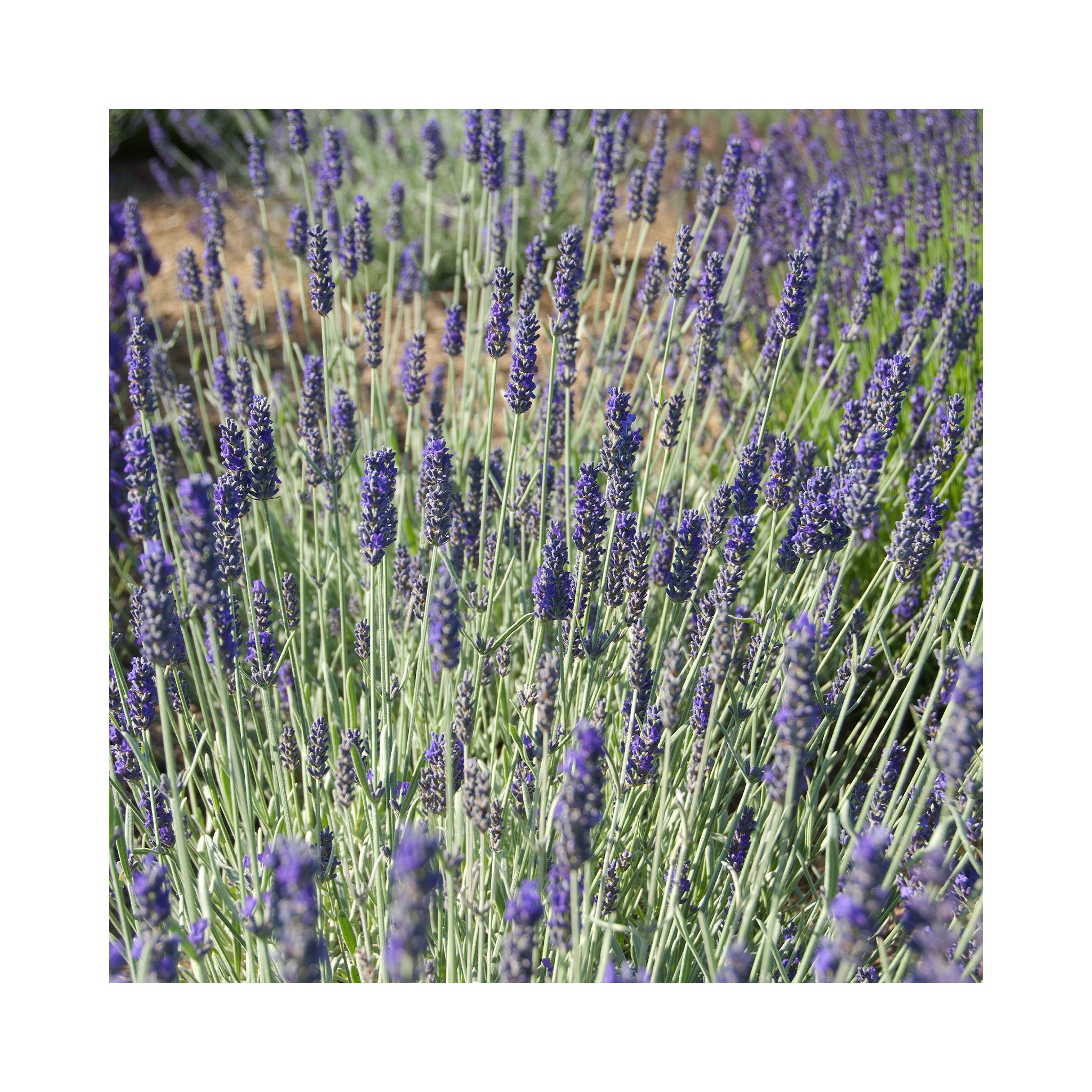 Lavender Richard Grey