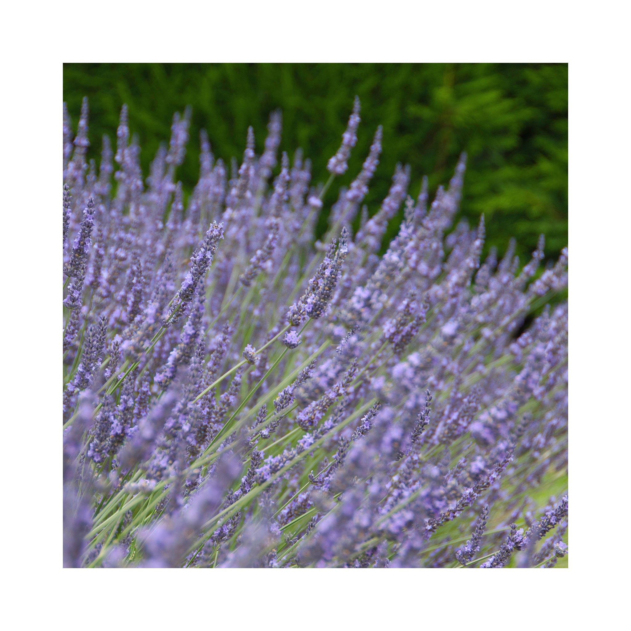 Lavender Intermedia Sussex