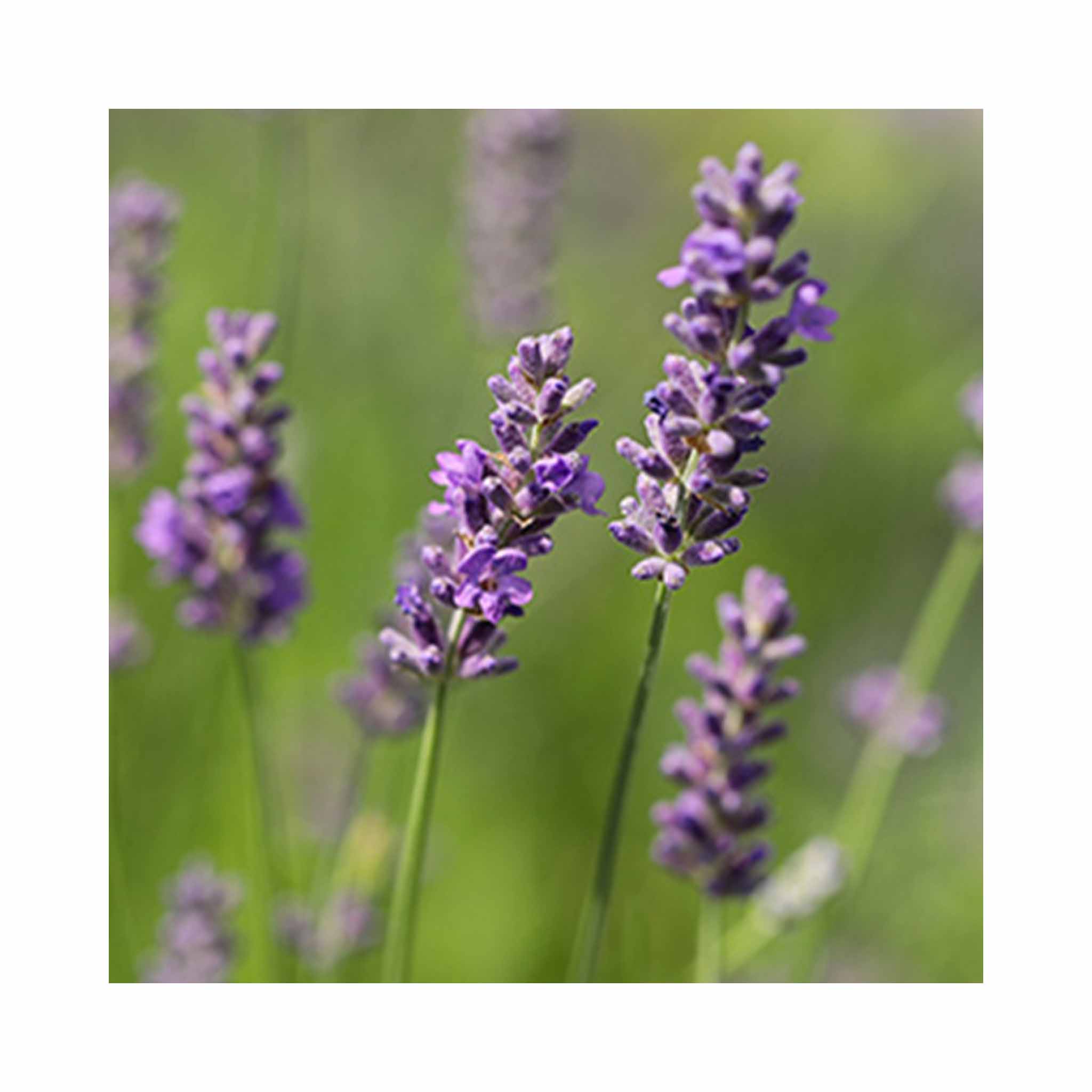 Lavender Thumberlina Leigh flower