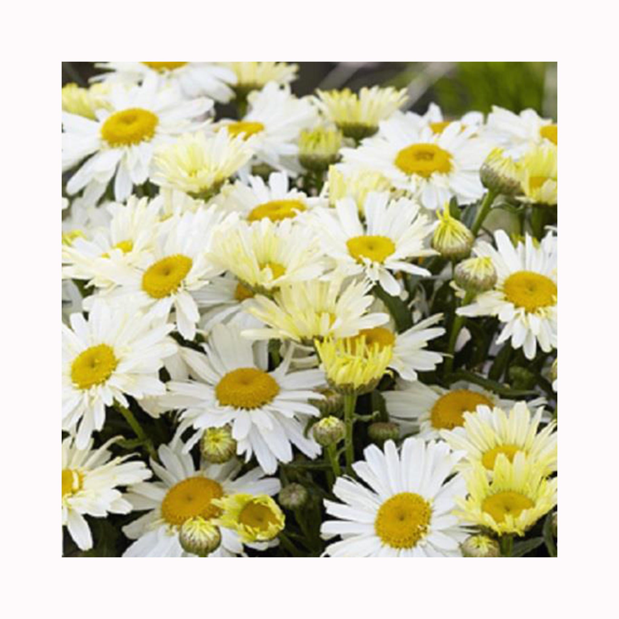 Leucanthemum Ooh La Lacreme