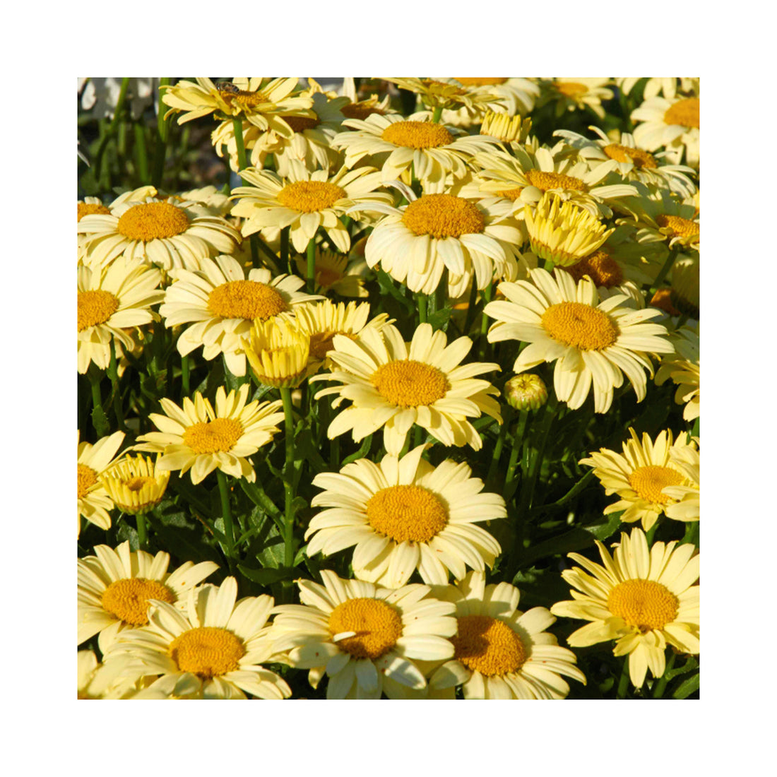 Leucanthemum Spellbook Lumos